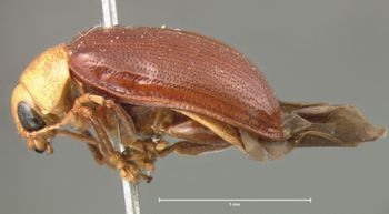 Media type: image; Entomology 18527   Aspect: habitus lateral view